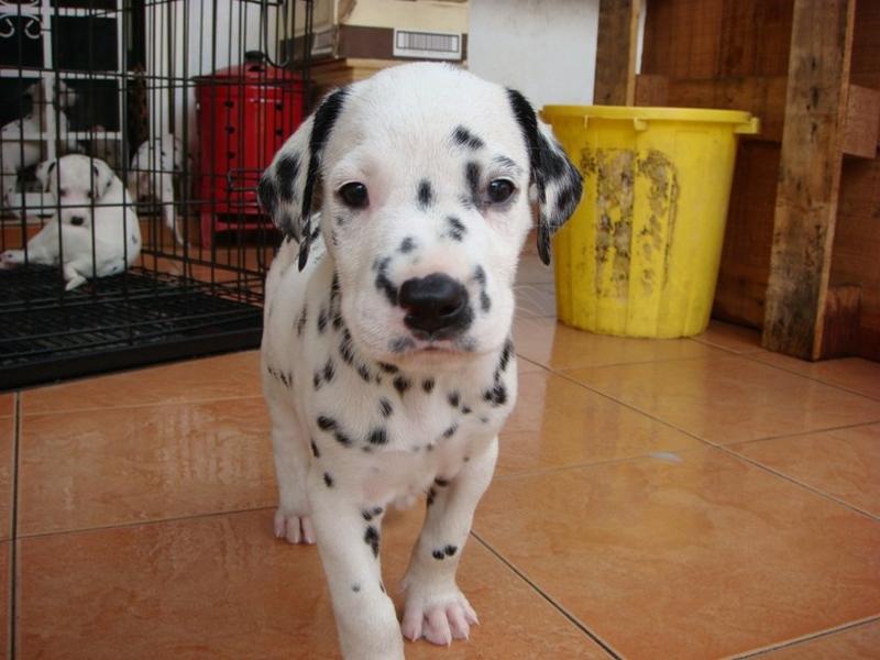 cute image of a Dalmation Puppy.jpg
