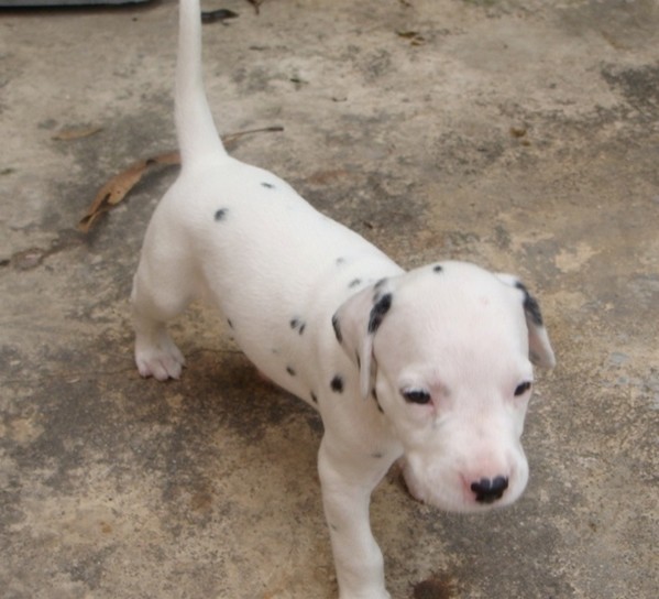 cute picture of Dalmation Puppy.jpg
