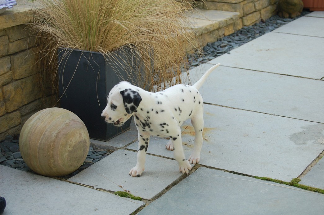 Dalmatian puppy.jpg
