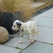 Dalmatian puppy.jpg
