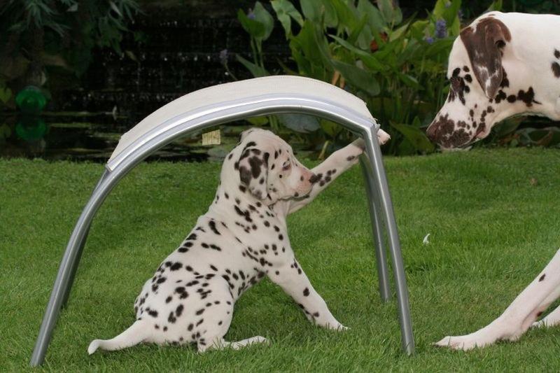 Dalmatian puppy playing.jpg
