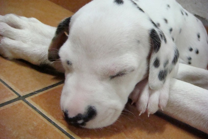 Dalmation dog picture.jpg

