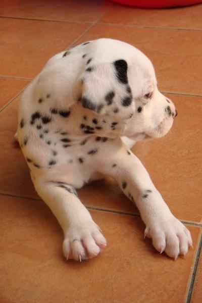 Dalmation Puppy looking away from the camera.jpg

