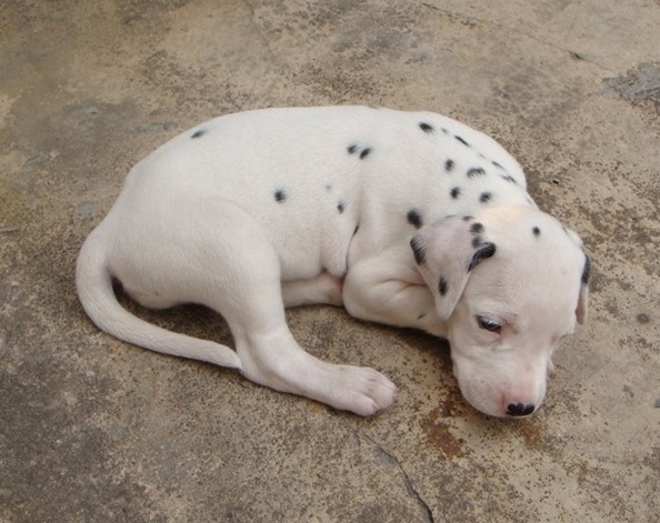 Dalmation Puppy pic.jpg
