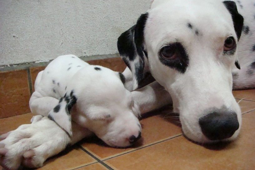 Dalmation Puppy sleeping next to its mommy.jpg
