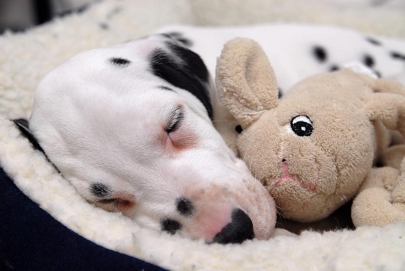 Dalmation Puppy sleeping on its warm bed and hugging its toy_so cute picture.jpg
