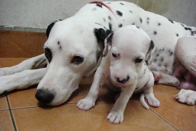 Dalmation Puppy standing next to its mommy_so adorable.jpg
