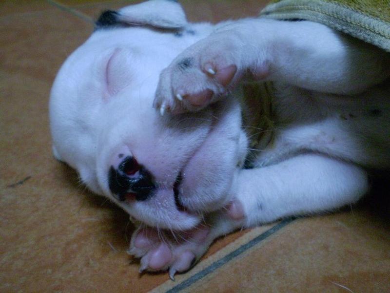 funny looking Dalmation Puppy in deep sleep.jpg
