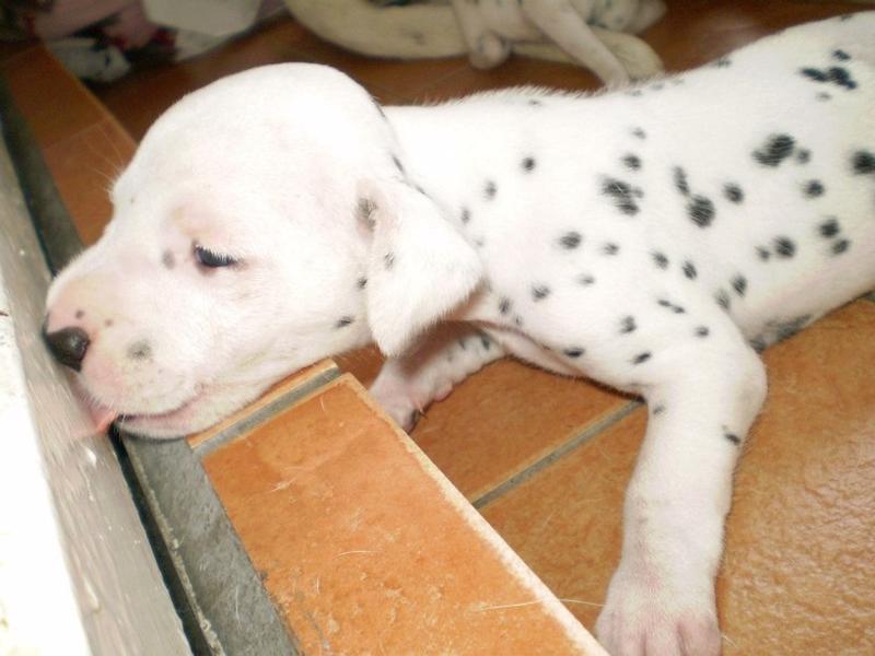 funny picture of a Dalmation Puppy licking the wall.jpg
