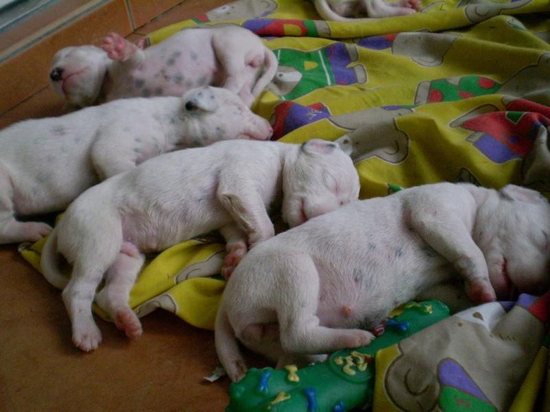 group of Dalmation Puppies photo.jpg
