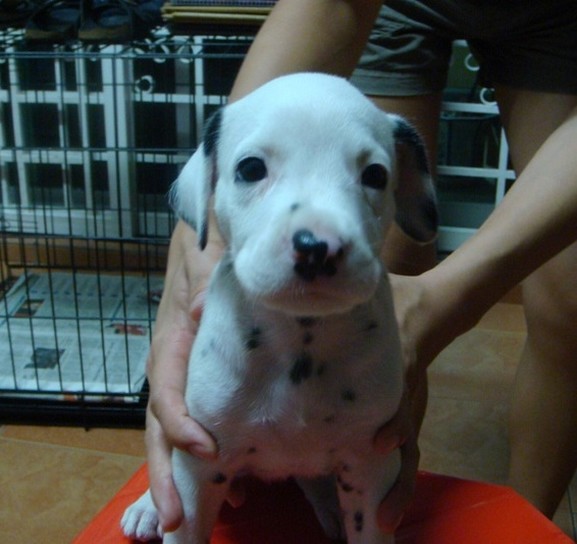pic of Dalmation Puppy.jpg
