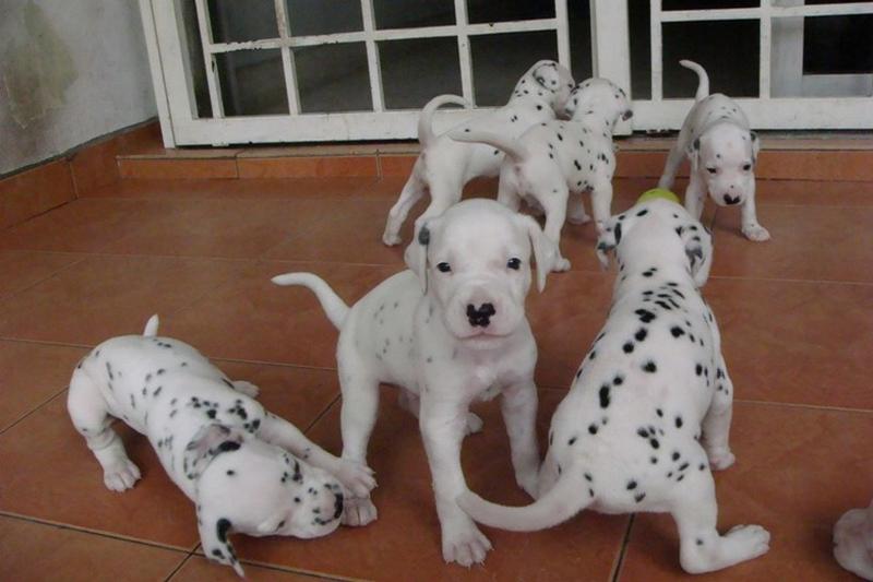 picture of a group of Dalmation Puppies playing.jpg

