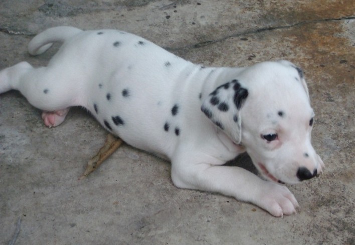 picture of Dalmation Puppy.jpg
