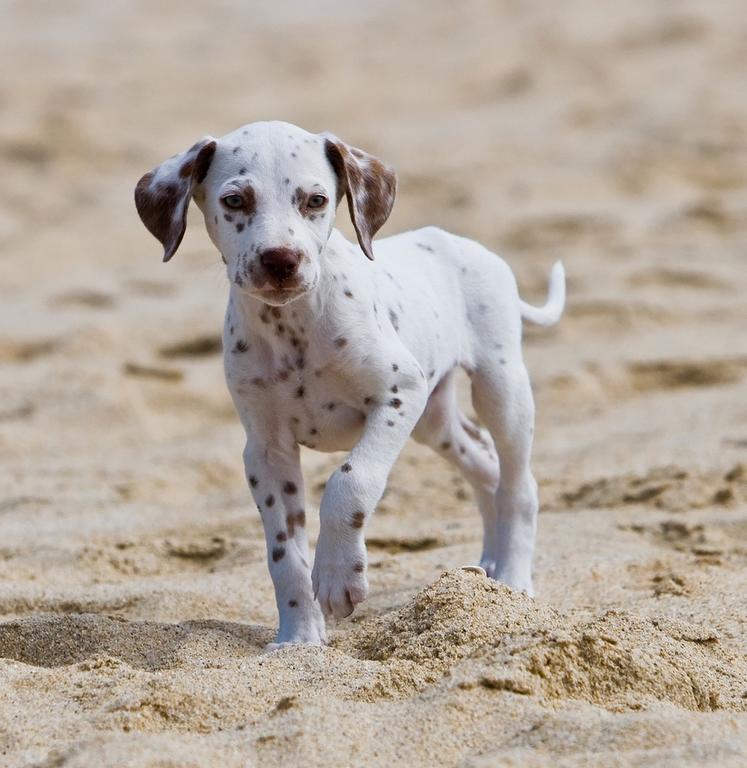 pretty Dalmatian puppy on the beach.jpg
