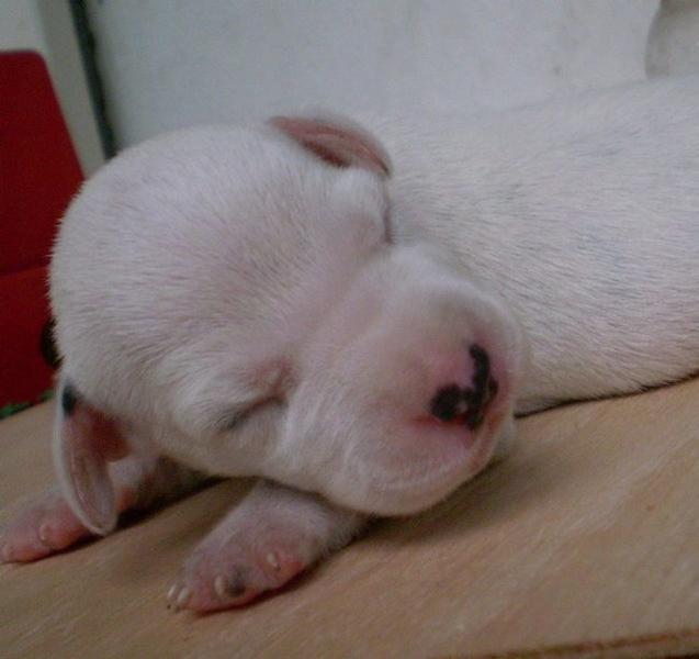 sleeping Dalmation Pup picture.jpg
