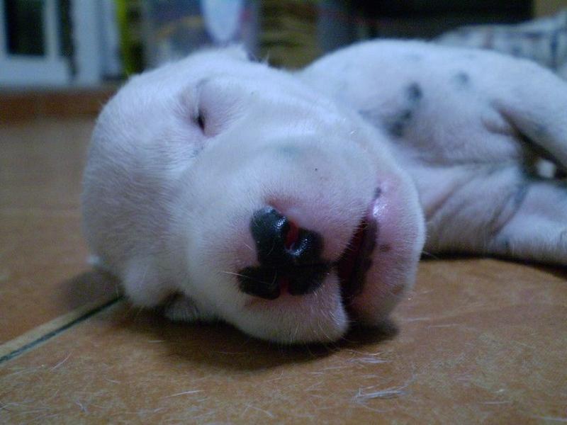 sleepy young Dalmation Puppy picture.jpg
