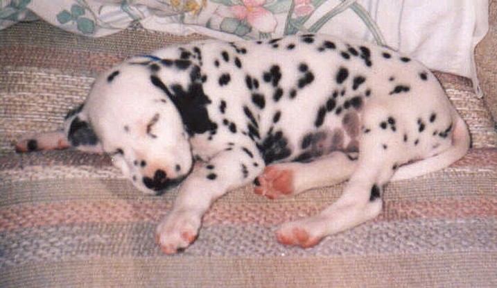 sleepying Dalmatian puppy.jpg
