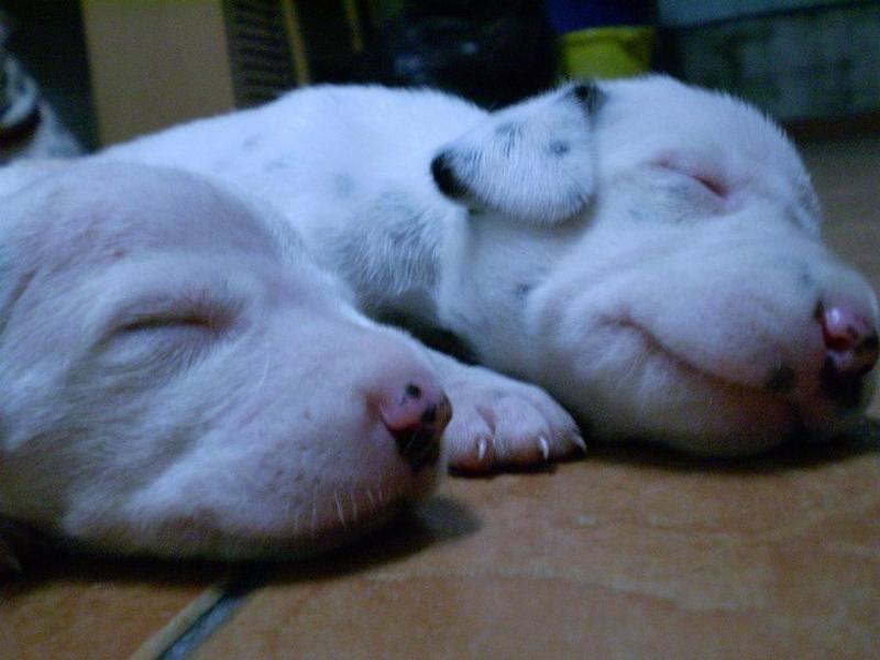 sleepying Dalmation Puppies looking so cute.jpg
