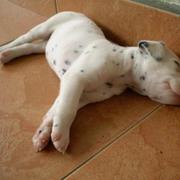sweet Dalmation Puppy sleeping.jpg
