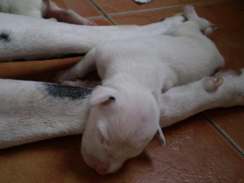 sweet Dalmation Puppy sleeping on its mommy's leg.jpg
