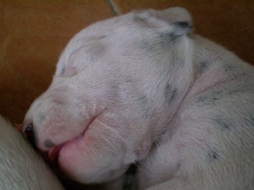 sweet puppy picture of Dalmation dog.jpg
