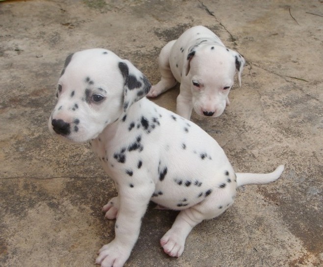two cute Dalmation Puppies pic.jpg
