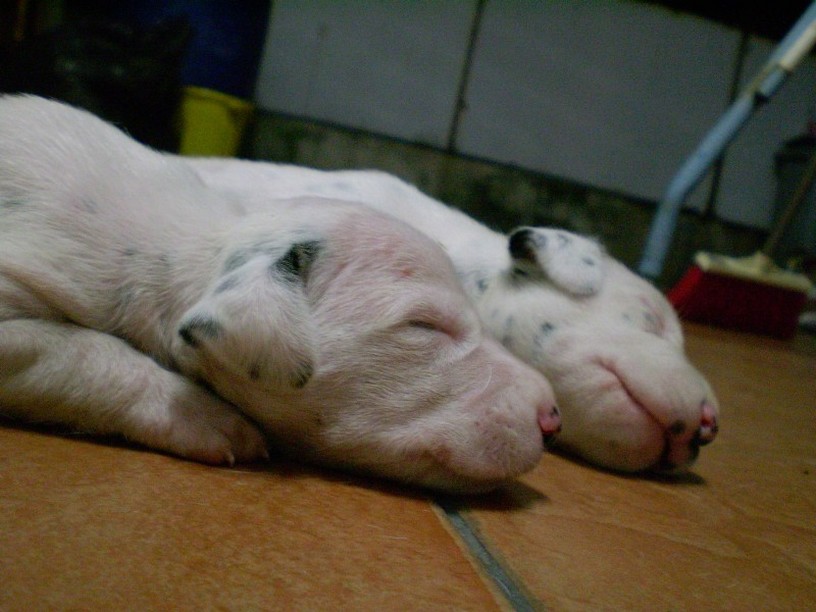 two Dalmation Puppies.jpg
