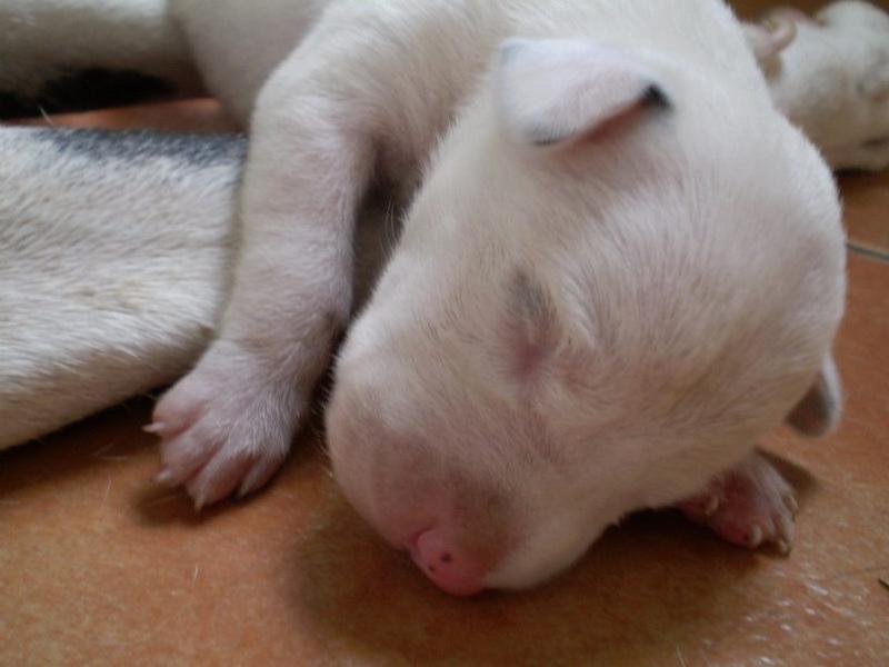 young Dalmation Puppy in its deep sleep.jpg
