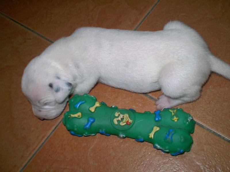 young Dalmation Puppy picture sleepying next to a big green toy.jpg
