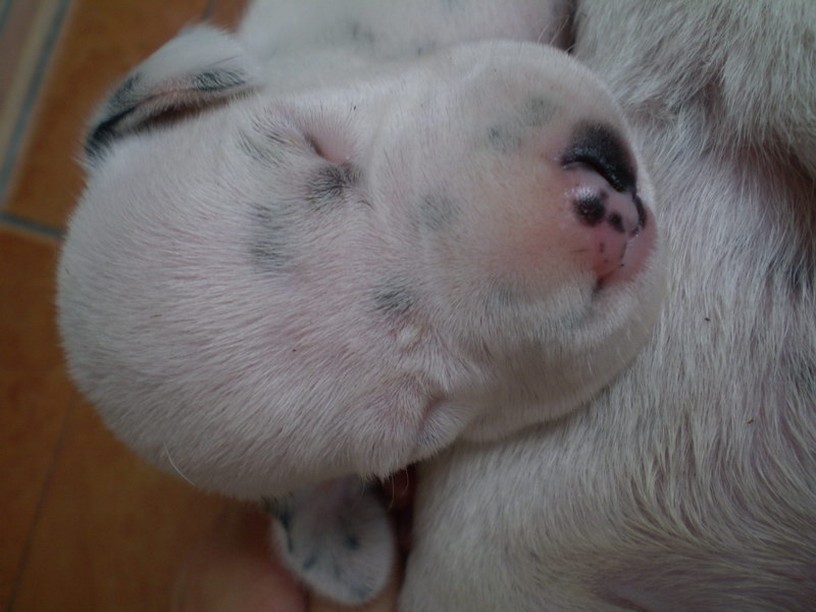 image of Dalmation Puppy dog sleeping.jpg
