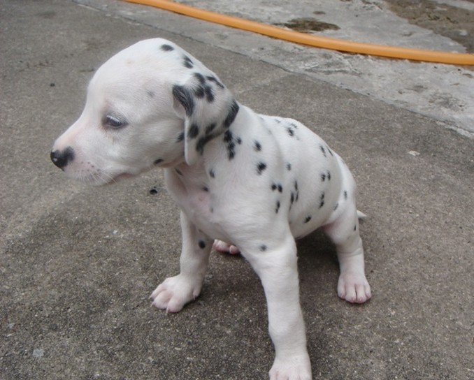 photo of a adorable Dalmation Puppy.jpg

