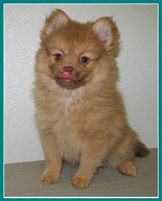 Pomeranian pup (2).jpg
