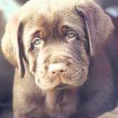 labrador-retrievers-puppy face.jpg
