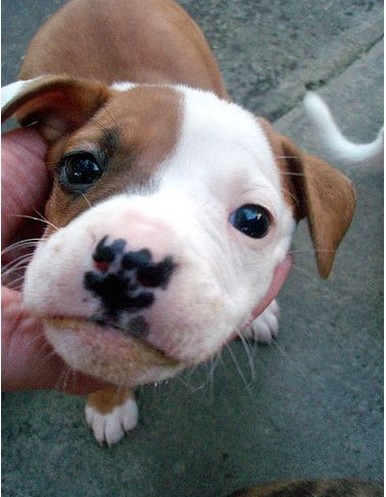 beautiful pitbull face picture.jpg
