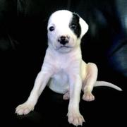 black and white pitbull pup.jpg
