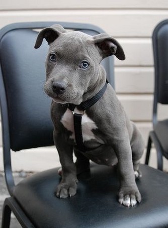 blackk pitbull puppy picture.jpg
