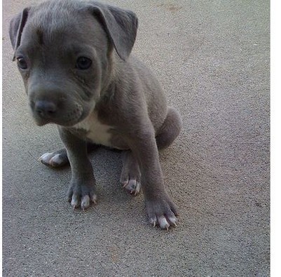 Blue pitbull puppy picture.jpg
