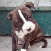 brown pitbull puppy pictures.jpg
