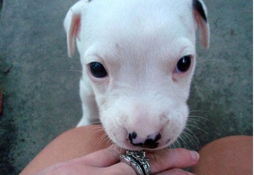 close up picture of a pitbull puppy face.jpg
