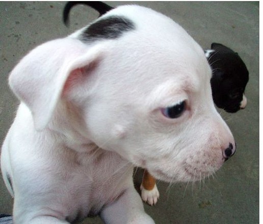 close up picture of pit bull puppies in white and black.jpg
