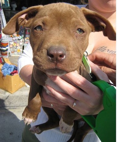 cute looking brown pit bull puppy with big ears.jpg
