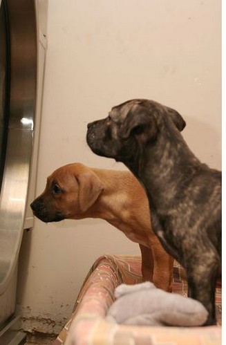 cute looking pitbull puppys.jpg

