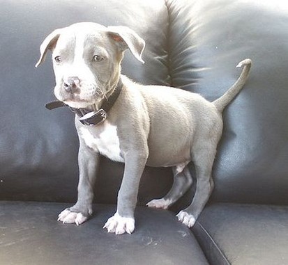 grey pit bull puppy image.jpg
