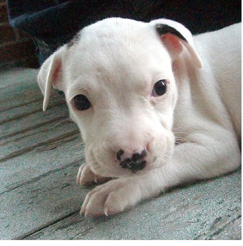 image of pit bull pup in white.jpg
