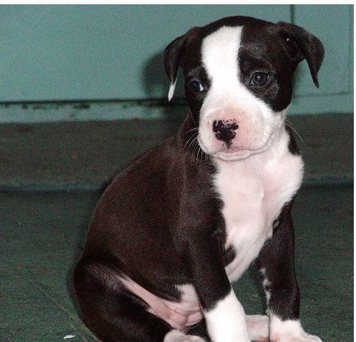 image of pit bull puppy.jpg
