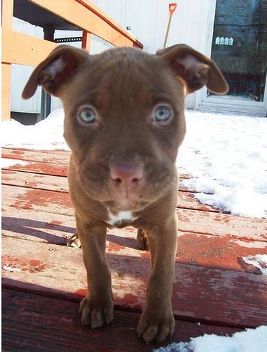 image of pitbull puppy looking close to the camera.jpg
