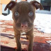 image of pitbull puppy looking close to the camera.jpg
