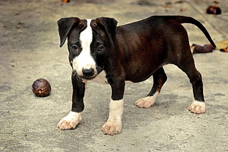 photo of pitbull pup.jpg
