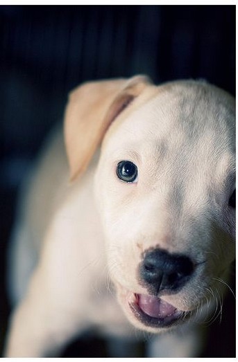 photo of pitbull puppy face.jpg
