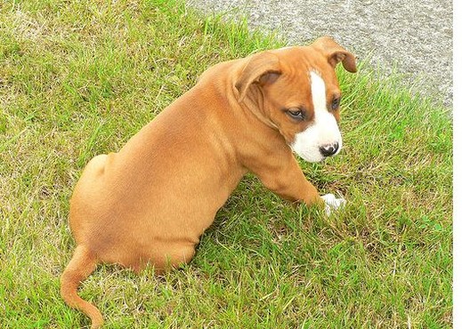 photo of puppy red pitbull.jpg
